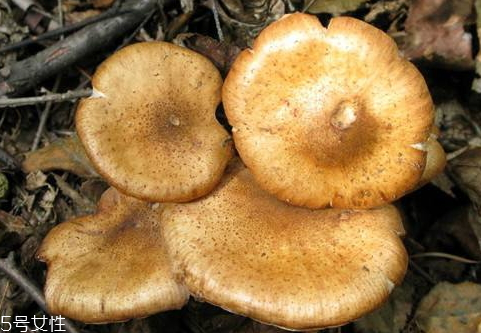 野生榛蘑多少錢(qián)一斤 榛蘑價(jià)格行情變化