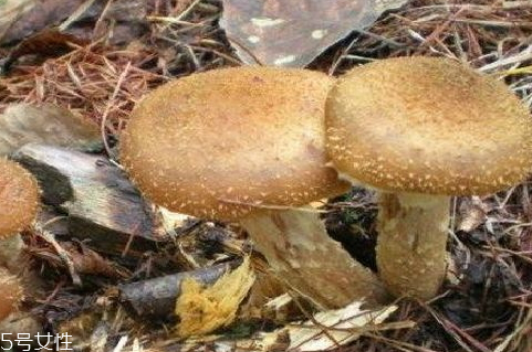 野生榛蘑多少錢(qián)一斤 榛蘑價(jià)格行情變化