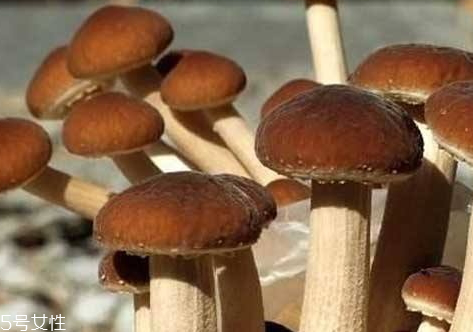 榛菇和茶樹(shù)菇的區(qū)別 兩者屬于不同品種 榛菇和茶樹(shù)菇的區(qū)別 兩者屬于不同品種