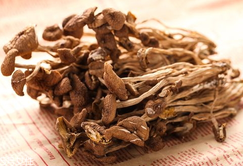 榛菇和茶樹(shù)菇的區(qū)別 兩者屬于不同品種 榛菇和茶樹(shù)菇的區(qū)別 兩者屬于不同品種