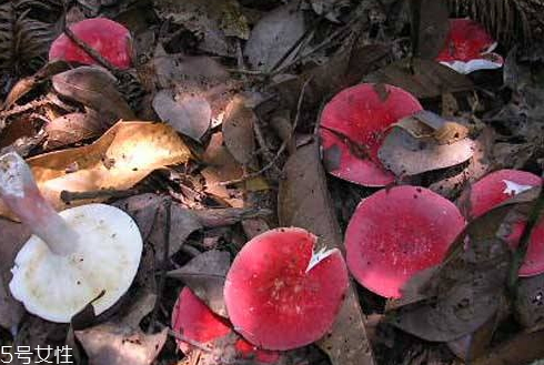 紅菇發(fā)霉了還能吃嗎 霉變菌類(lèi)不宜食用 紅菇發(fā)霉了還能吃嗎 霉變菌類(lèi)不宜食用