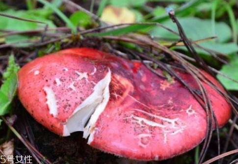紅菇發(fā)霉了還能吃嗎 霉變菌類(lèi)不宜食用 紅菇發(fā)霉了還能吃嗎 霉變菌類(lèi)不宜食用