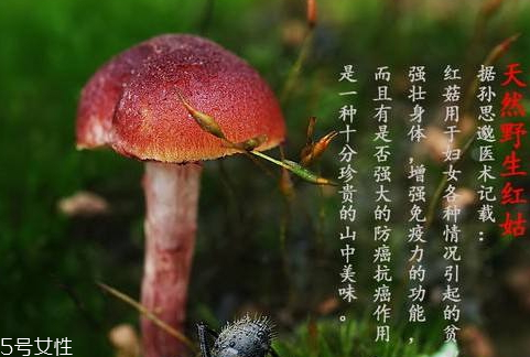 紅菇發(fā)霉了還能吃嗎 霉變菌類(lèi)不宜食用 紅菇發(fā)霉了還能吃嗎 霉變菌類(lèi)不宜食用