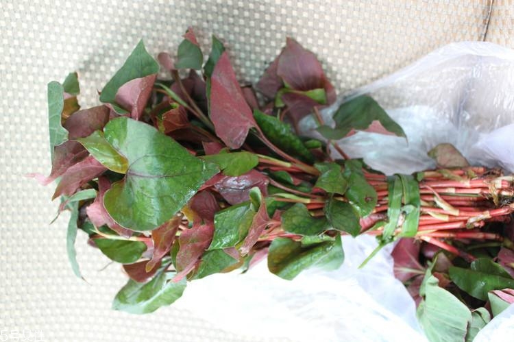 哪些中草藥可以當(dāng)菜吃？最常見的是這三種