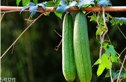 絲瓜放冰箱是冷凍還是冷藏保存？絲瓜發(fā)苦可能有毒