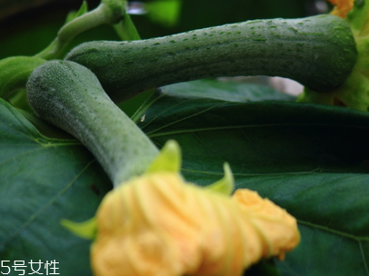 絲瓜不能與什么同吃？不能吃絲瓜的人群