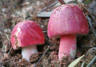 紅菇可以人工種植嗎 無(wú)法人工栽培的菌類(lèi)