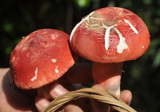 紅菇發(fā)霉了還能吃嗎 霉變菌類(lèi)不宜食用