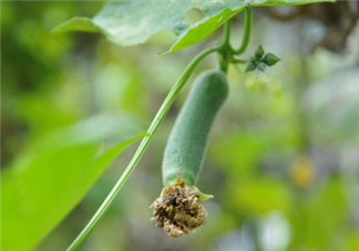 絲瓜放冰箱是冷凍還是冷藏保存？絲瓜發(fā)苦可能有毒