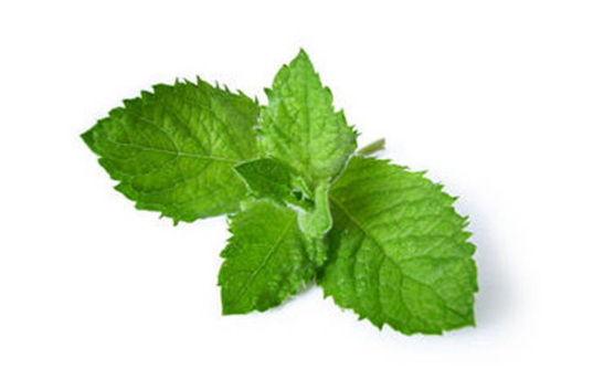 薄荷葉的做法有哪些？薄荷葉三大做法