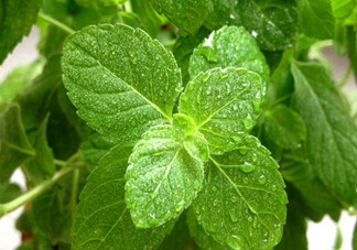 薄荷葉的做法有哪些？薄荷葉三大做法