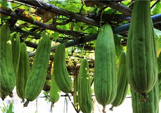 絲瓜老了還能吃嗎？軟的絲瓜口感會(huì)比較鮮甜