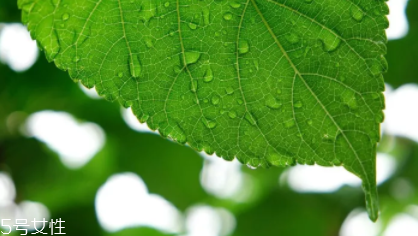 桑葉茶哪些人不能喝？過多飲用傷脾胃傷腎