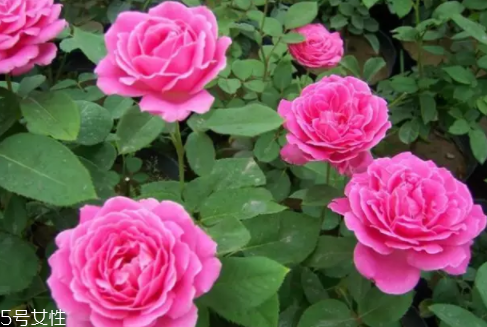 什么花不能放臥室養(yǎng)？含羞草誤食會(huì)脫發(fā)