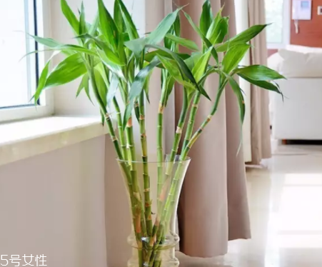 什么花不能放臥室養(yǎng)？含羞草誤食會(huì)脫發(fā)