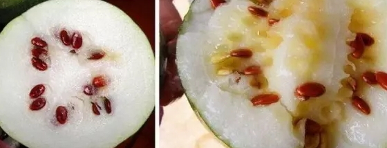 紅瓜子是什么瓜的子？瓜子比瓜還要珍貴