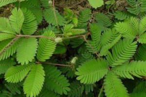 什么花不能放臥室養(yǎng)？含羞草誤食會脫發(fā)