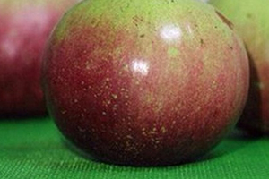 牛奶果皮能吃嗎？