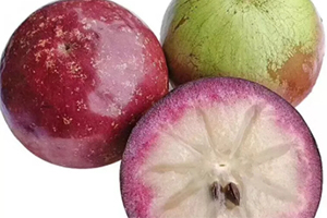 牛奶果是屬于什么性質(zhì)的水果？了解熱性涼性很重要