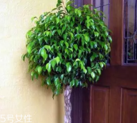 養(yǎng)花有哪些益處？節(jié)約藥費(fèi)不止一點(diǎn)點(diǎn)