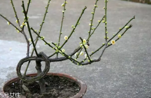 養(yǎng)花有哪些益處？節(jié)約藥費(fèi)不止一點(diǎn)點(diǎn)