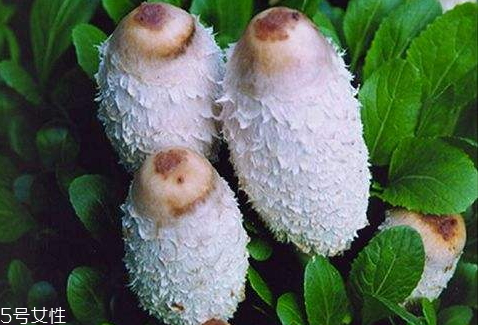 雞腿菇可以放幾天 烘干保存時(shí)間更長