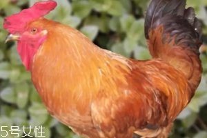 雞內(nèi)金有哪些功效？消除結(jié)石的一把好手