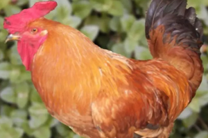 雞內(nèi)金有哪些功效？消除結(jié)石的一把好手