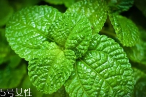 養(yǎng)花有哪些益處？節(jié)約藥費(fèi)不止一點(diǎn)點(diǎn)