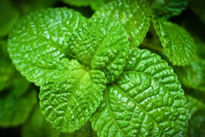 養(yǎng)花有哪些益處？節(jié)約藥費不止一點點