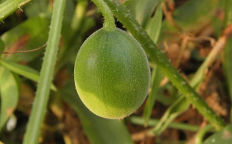 馬泡瓜怎么吃？曬干泡水喝