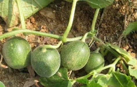 馬泡瓜的功效與作用有哪些？馬泡瓜能抗腫瘤