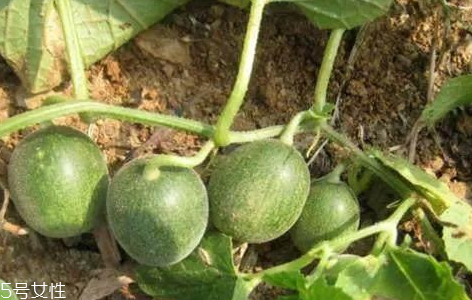 馬泡瓜的功效與作用有哪些？馬泡瓜能抗腫瘤