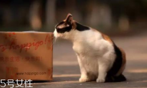 開車前為什么要拍拍車蓋？預防傷害流浪小動物