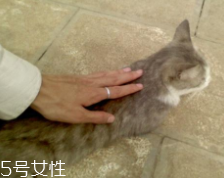 開車前為什么要拍拍車蓋？預防傷害流浪小動物