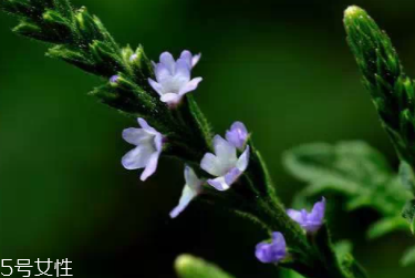 草藥就是中藥嗎？一個(gè)是前世一個(gè)是今生