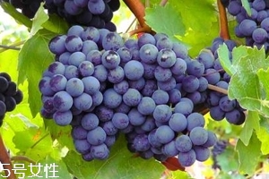 葡萄籽補劑要不要買？不如早睡早起