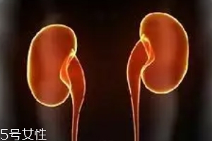 腎為什么容易長結(jié)石？尿液聚集成了結(jié)石