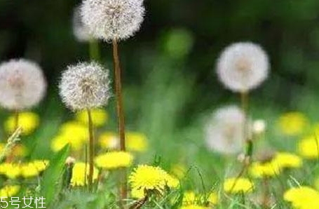 蒲公英茶能減肥嗎？要這樣搭配