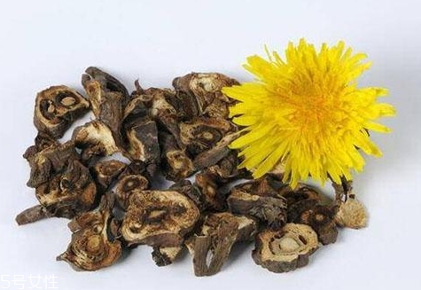 蒲公英泡水會回奶嗎？你應該選擇這些食物