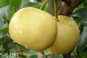 梨子能天天吃嗎？吃梨的注意事項(xiàng)