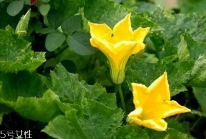 南瓜藤的功效與作用 冬季吃南瓜藤的好處多多 南瓜藤的功效與作用 冬季吃南瓜藤的好處多多