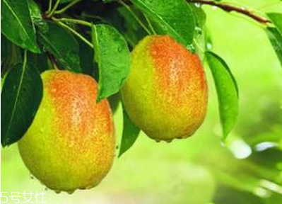 哪些人不能吃梨？梨和這些食物相克