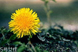 蒲公英茶能減肥嗎？要這樣搭配