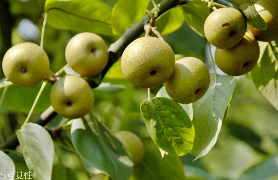 梨子為什么不能分開吃？梨是清火的