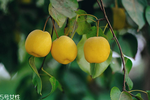 如何識別正宗的庫爾勒香梨？梨子止咳