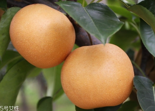 月餅和梨可以一起吃嗎？吃梨降低感冒幾率