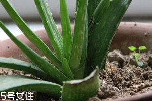 蘆薈膠真的很神奇嗎？只是基礎(chǔ)的補(bǔ)水保濕