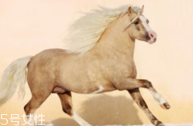 馬油是萬能的嗎？接近人體脂肪也并不萬能