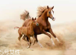 馬油是萬能的嗎？接近人體脂肪也并不萬能